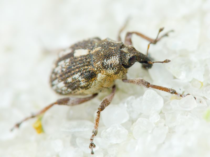 Rhinoncus pericarpius (Linnaeus, 1758)